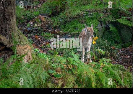 Ein junges Damhirschkitz stand unter einem Baum im Bradgate Deer Park, Charnwood Forest Leicestershire, England, Großbritannien Stockfoto