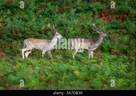 Ein Paar Damhirschböcke, die über den Hügel im Bradgate Deer Park, Charnwood Forest Leicestershire, England, Großbritannien, laufen Stockfoto