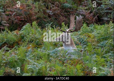 Ein Damhirsch saß im Bradgate Deer Park, Charnwood Forest Leicestershire, England, Großbritannien Stockfoto