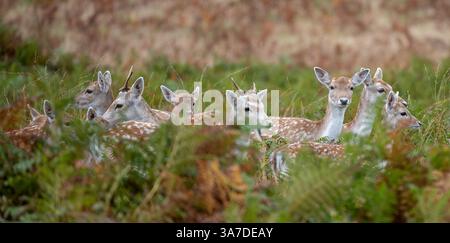Eine kleine Familiengruppe von Damhirschen im Bradgate Deer Park, Charnwood Forest Leicestershire, England Großbritannien Stockfoto