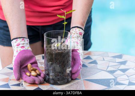 Gärtner hält eine Glasvase mit einer wachsenden holly-Eiche Pflanze und zeigt Eicheln in der Hand Navarra SPANIEN Copyright: XMikelxBilbaox/xVWPicsx M-25-01-1 Stockfoto