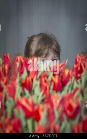 21. Februar 2013 - Prag, Prag, Tschechische Republik - Ein Mädchen schaut durch Tulpen im Gewächshaus in Prag. (Kreditbild: © Matej Divizna/ZUMAPRESS.com) Stockfoto