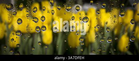 21. Februar 2013 - Prag, Prag, Tschechische Republik - Tulpen spiegeln sich in mehreren Regentropfen auf einem Gewächshaus in Prag. (Kreditbild: © Matej Divizna/ZUMAPRESS.com) Stockfoto