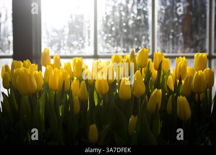 21. Februar 2013 - Prag, Prag, Tschechische Republik - Tulpen werden im Gewächshaus in Prag gesehen. (Kreditbild: © Matej Divizna/ZUMAPRESS.com) Stockfoto