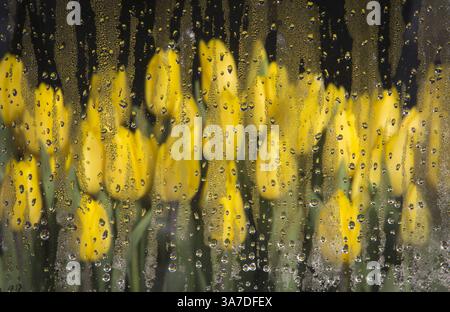 21. Februar 2013 - Prag, Prag, Tschechische Republik - frisch geschnittene gelbe Tulpen werden durch ein mit Regentropfen bedecktes Gewächshaus in Prag gesehen. (Kreditbild: © Matej Divizna/ZUMAPRESS.com) Stockfoto