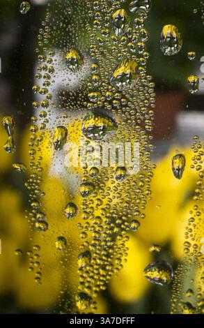 21. Februar 2013 - Prag, Prag, Tschechische Republik - Tulpen spiegeln sich in mehreren Regentropfen auf einem Gewächshaus in Prag. (Kreditbild: © Matej Divizna/ZUMAPRESS.com) Stockfoto