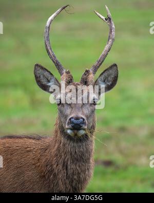 Kopfschuss eines jungen Hirschhirsches im Bradgate Deer Park, Charnwood Forest Leicestershire, England Großbritannien Stockfoto