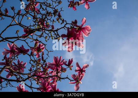 Nahaufnahme von rosa Magnolienblüten auf Ästen mit blauem Himmel Hintergrund in Paris, Frühling. Stockfoto