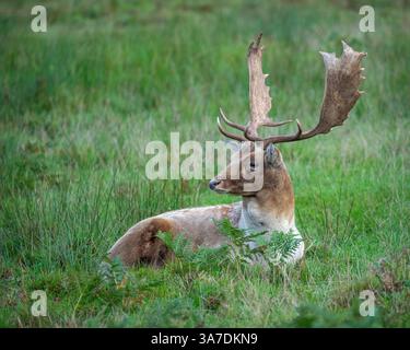 Ein Damhirsch saß im Bradgate Deer Park, Charnwood Forest Leicestershire, England, Großbritannien Stockfoto