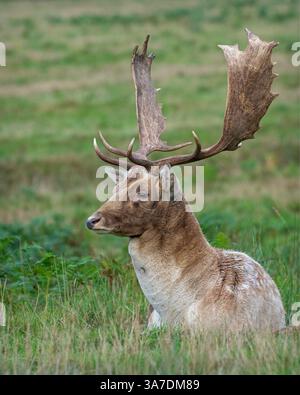 Ein Damhirsch saß im Bradgate Deer Park, Charnwood Forest Leicestershire, England, Großbritannien Stockfoto