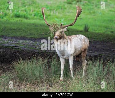 Ein Damhirschbock stand unter einem Baum im Bradgate Deer Park, Charnwood Forest Leicestershire, England Großbritannien Stockfoto