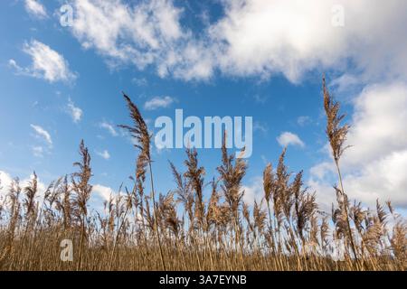 Gemeines Schilf (Phragmites australis) vor blauem Himmel. Newport Wetlands Wales Vereinigtes Königreich. Januar 2025 Stockfoto