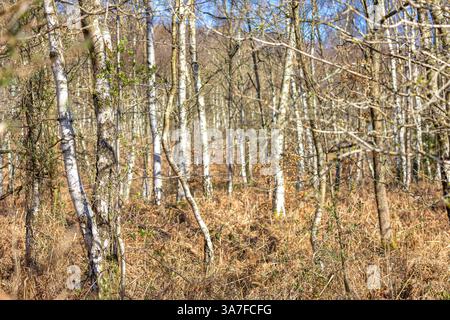 Blick in einen baumlosen, britischen Wald voller Silberbirken an einem sonnigen Tag im frühen Frühling. Stockfoto
