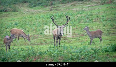 Ein großer Rothirsch mit einem Teil seiner Herde während der jährlichen Rue im Bradgate Deer Park, Charnwood Forest Leicestershire, England Großbritannien Stockfoto
