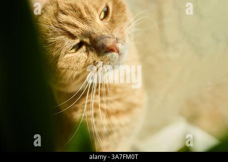 Eine Ginger Scottish Fold Katze entspannt sich an einem sonnigen Fenster, sonnt sich im Sonnenlicht und sitzt neben einem grünen Blumentopf. Die Wärme schafft ein friedliches Ambiente Stockfoto
