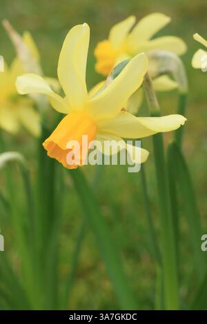 Narcissus Eaton Song, eine Miniatur-Narzissen in einem Frühlingsgarten in Großbritannien. Produziert oft zwei oder drei Blüten pro Stamm. Stockfoto