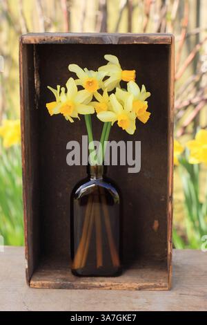 Narcissus Eaton Song. Miniatur-Narzissen in einer Vase, eingerahmt von einer Vintage-Holzkiste in einem Frühlingsgarten. Stockfoto