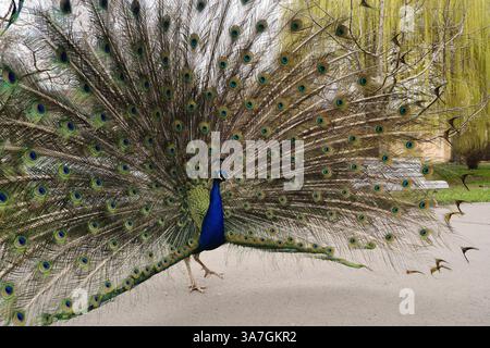 Der majestätische Pfau zeigt stolz seine farbenfrohen Federn in der Schönheit der Natur Stockfoto