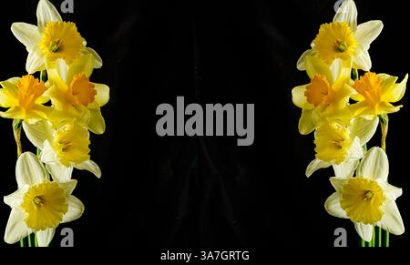 Zwei symmetrische Gruppen von gelben Narzissen auf schwarzem Hintergrund. Frühlingsfloristik und Minimalismus im Studio-Stil. Langes Banner, Kopierraum Stockfoto