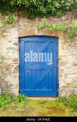 Alte blau lackierte hölzerne Gartentür in einer alten Steinmauer, mit Grün über der Spitze, Cornwall, England, Großbritannien Stockfoto
