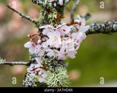 Frühlingsblüte der im Frühjahr blühenden Kirsche, Prunus „Pandora“ auf flechtenverkrusteten Zweigen Stockfoto