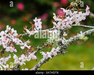 Frühlingsblüte der im Frühjahr blühenden Kirsche, Prunus „Pandora“ auf flechtenverkrusteten Zweigen Stockfoto