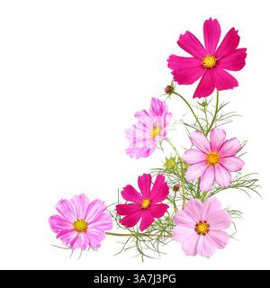 Verschiedene farbige Kosmos Blumen, Gartenblume mit transparentem Hintergrund Stockfoto