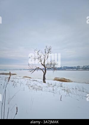 Winterlandschaft nach Schneefall mit Blick auf eine trockene Weide in der Nähe des gefrorenen Sees Stockfoto