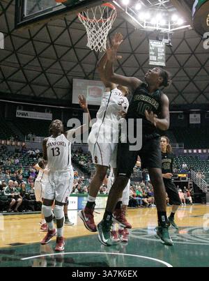 16. November 2012 - Honolulu, HI, Vereinigte Staaten von Amerika - 16. November 2012: Aktion zwischen den Baylor Bears und dem Stanford Cardinal während des Jack in the Box Rainbow Wahine Classic im Stan Sheriff Center in Honolulu, HI. (Bild: © Michael Sullivan/Cal Sport Media/ZUMAPRESS.com) Stockfoto