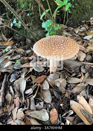 Pilze. Panthermütze (Amanita pantherina) wächst unter amerikanischer Eiche. Guernsey. Kanalinseln. Stockfoto