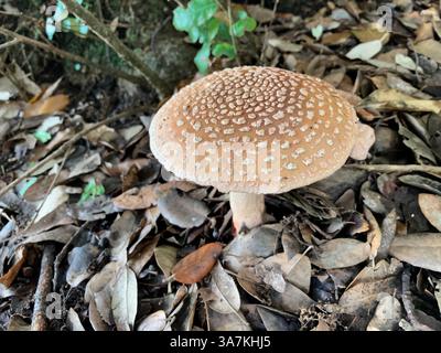 Pilze. Panthermütze (Amanita pantherina) wächst unter amerikanischer Eiche. Guernsey. Kanalinseln. Stockfoto