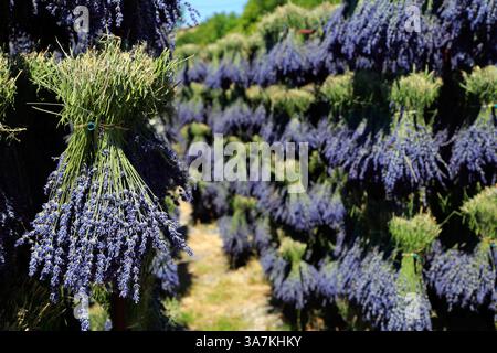 Lavendelernte in Drome Provençale: Trocknen der Blumensträuße. Ferrassieres, Drome, Frankreich Stockfoto