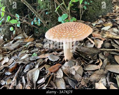 Pilze. Panthermütze (Amanita pantherina) wächst unter amerikanischer Eiche. Guernsey. Kanalinseln. Stockfoto