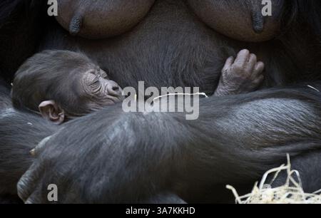 28. Dezember 2012 - Prag, Prag, Tschechische Republik - Gorilla Kijivu hält ihr sechs Tage altes Baby im Zoo in der tschechischen Hauptstadt Prag. Kijivu gebar ihr viertes Kind am 22. Dezember 2012. (Kreditbild: © Matej Divizna/ZUMAPRESS.com) Stockfoto