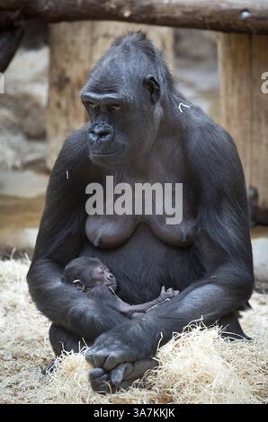 28. Dezember 2012 - Prag, Prag, Tschechische Republik - Gorilla Kijivu hält ihr sechs Tage altes Baby im Zoo in der tschechischen Hauptstadt Prag. Kijivu gebar ihr viertes Kind am 22. Dezember 2012. (Kreditbild: © Matej Divizna/ZUMAPRESS.com) Stockfoto