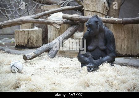 28. Dezember 2012 - Prag, Prag, Tschechische Republik - Gorilla Kijivu hält ihr sechs Tage altes Baby im Zoo in der tschechischen Hauptstadt Prag. Kijivu gebar ihr viertes Kind am 22. Dezember 2012. (Kreditbild: © Matej Divizna/ZUMAPRESS.com) Stockfoto