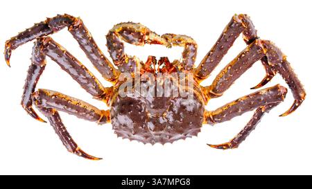 Große lebende Königskrabbe isoliert auf weißem Hintergrund Stockfoto