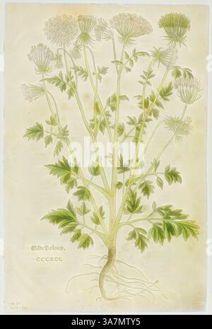 Eine detaillierte botanische Illustration, die eine Pflanze mit komplizierten Blättern und blühenden Häufchen zeigt, begleitet von einem Etikett, das ihre Klassifizierung angibt. Auch die Wurzeln sind sichtbar und tragen zum organischen Charme der Darstellung bei., Klassische Kunst mit modernem Twist neu interpretiert von Artotop, Blatt aus dem Neuen Kreuterbuch von Leonhart Fuchs, Platte 97 aus Holzschnitten aus Büchern des XVI Jahrhunderts, 1543, zusammengefügt zu Portfolio 1937, zugeschrieben Heinrich Füllmaurer (Schweizer, aktiv 1520-1545), zusammengesetzt von Max Geisberg (Schweizer, 1875-1943), Schweiz, Holzschnitt auf Papier Stockfoto