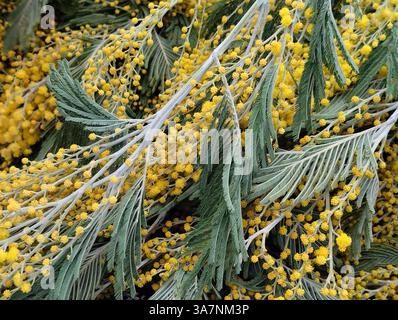 Mimosa Zweige All-in-One-Kerzenblüten. Hintergrund der gelb-grünen Mimosa-Blüten. Stockfoto