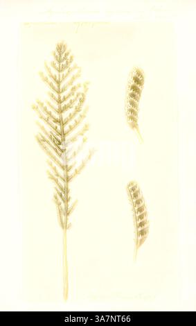 Eine komplizierte botanische Illustration mit einem Farn mit zarten Fronden und zwei unterschiedlichen Blattstrukturen, die die detaillierte Textur und Muster des Blattes zeigen., Klassische Kunst mit einem modernen Twist neu interpretiert von Artotop, Aglaophenia cypressina, Print, Aglaophenia ist eine Gattung von Hydrozoen der Familie Aglaopheniidae. Stockfoto