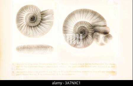 Eine komplizierte Illustration verschiedener Ammoniitschalen mit ihren charakteristischen spiralförmigen Formen und detaillierten Oberflächenstrukturen. Detaillierte Notizen und Etiketten bieten wissenschaftlichen Kontext für die Exemplare., Klassische Kunst mit modernem Twist neu interpretiert von Artotop, Ammonites polyplocus parabolis, Print, Ammonoidea, Ammonoidea, Ammonoids sind eine Gruppe ausgestorbener Meeresmuscheln der Unterklasse Ammonoidea der Klasse Cephalopoda. Diese Weichtiere, allgemein als Ammoniten bezeichnet, sind enger verwandt mit lebenden Coleoiden (d. h. Kraken, Tintenfische und Tintenfische) als mit Muscheln wie Th Stockfoto