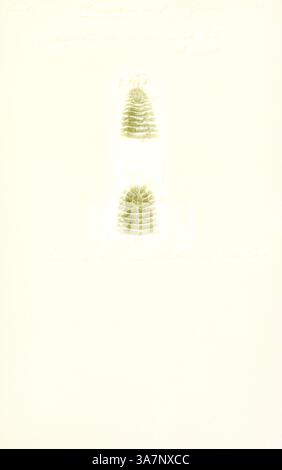 Eine detaillierte botanische Illustration mit zwei vertikal angeordneten Farnexemplaren, die ihre komplizierten Blattmuster und -Texturen vor hellem Hintergrund hervorheben., Klassische Kunst mit modernem Touch, neu interpretiert von Artotop, Amphinome carunculata, Print Stockfoto