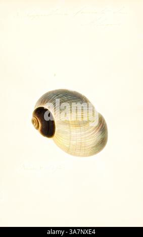 Eine wunderschön spiralförmige Muschel zeigt komplizierte Muster und zarte Farbtöne, die vor einem sanft kontrastierenden Hintergrund hervorgehoben werden. Die natürlichen Kurven und die glatte Oberfläche spiegeln die Kunstfertigkeit des Ozeans wider., Klassische Kunst mit modernem Twist neu interpretiert von Artotop, Ampullaria fasciata, Print, Ampullaria ist eine ausgestorbene Gattung von Süßwasserschnecken mit einem Operculum, einer Wasserschnecke aus der Familie der Ampullariidae. Stockfoto