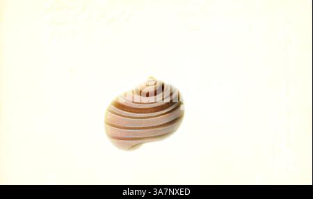 Die wunderschöne, komplizierte Schale zeigt glatte Kurven und abwechselnde Streifen, die natürliche Muster in ihrem Design widerspiegeln. Seine zarte Form fängt das Wesen der Meereslebewesen ein., Klassische Kunst mit modernem Touch neu interpretiert von Artotop, Ampullaria fasciata, Print, Ampullaria ist eine ausgestorbene Gattung von Süßwasserschnecken mit einem Operculum, einer Wasserschnecke aus der Familie der Ampullariidae. Stockfoto