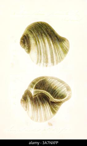 Eine wunderschön detaillierte Illustration von zwei Muscheln, die ihre komplizierten Muster und Texturen zeigen. Die zarten Linien verleihen der Tiefe und betonen die natürliche Eleganz dieser Meerestiere., Klassische Kunst mit modernem Touch neu interpretiert von Artotop, Ampullaria fasciata, Print, Ampullaria ist eine ausgestorbene Gattung von Süßwasserschnecken mit einem Operculum, einer Wasserschnecke aus der Familie der Ampullariidae. Stockfoto
