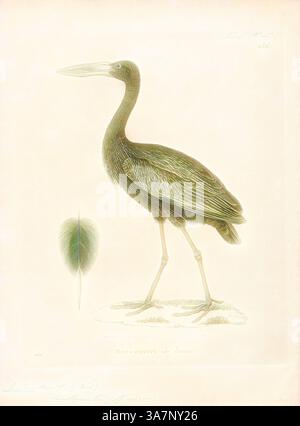 Ein großer Reiher steht anmutig auf schlanken Beinen und zeigt seinen langen Hals und seinen markanten Schnabel. Eine Seite zeigt eine detaillierte Illustration eines Blattes, die die elegante Form des Vogels ergänzt und die Verbindung zu seinem natürlichen Lebensraum unterstreicht., Klassische Kunst mit einem modernen Twist neu interpretiert von Artotop, Anastomus lamelligerus, Print, der afrikanische Öffnerschnabel (Anastomus lamelligerus) ist eine Storchart aus der Familie Ciconiidae. Sie ist in weiten Teilen Afrikas südlich der Sahara beheimatet., 1700-1880 Stockfoto