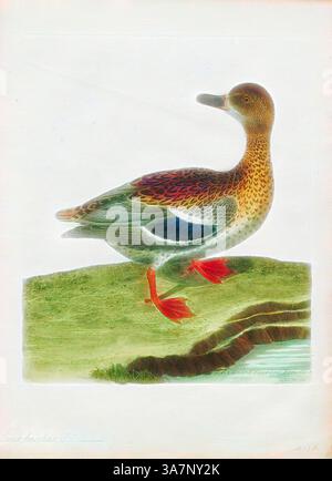 Eine wunderschön detaillierte Abbildung einer Ente mit ihrem leuchtenden Gefieder und den markanten rot-orangen Füßen. Der Vogel steht auf einem grasbewachsenen Gebiet neben einem Gewässer und hebt seinen natürlichen Lebensraum hervor., Klassische Kunst mit modernem Twist neu interpretiert von Artotop, Anas boschas, Print. Die Stocke (Anas platyrhynchos) ist eine Dabbling-Ente, die im gemäßigten und subtropischen Amerika, Eurasien und Nordafrika brütet und in Neuseeland, Australien, Peru, Brasilien, Uruguay, Argentinien, Chile, Kolumbien, die Falklandinseln und Südafrika. Diese Ente gehört zur Unterfamilie Ana Stockfoto