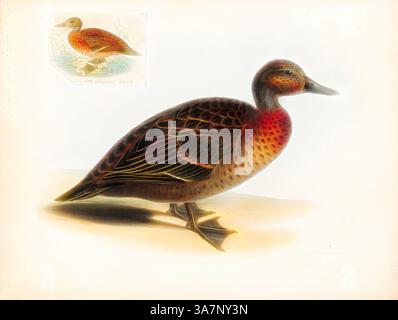 Eine wunderschön illustrierte Ente mit einer auffälligen Kombination aus rotbraunen und dunklen Federmustern, die komplizierte Details in ihrem Gefieder und eine anmutige Haltung zeigt. Eine Zeichnung mit Einsätzen hebt ihre Form und Merkmale hervor und fügt einen Hauch künstlerischen Flair hinzu., Klassische Kunst mit modernem Touch neu interpretiert von Artotop, Anas chlorotis, Print. Die braune Petrol (Anas chlorotis) ist eine in Neuseeland heimische Art der Dabbling-Ente der Gattung Anas. Der Māori Name dafür ist pāteke. Viele Jahre lang galt es als konspezifisch mit den flugunfähigen Auckland und Campbell Teals in Anas aucklandica; dem Stockfoto