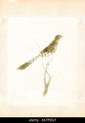 Eine eindrucksvolle Illustration eines Vogels, der anmutig auf einem zarten Zweig thront und seine komplizierten Federmuster und sein ausgeglichenes Verhalten vor einem weichen, gedämpften Hintergrund zeigt., Klassische Kunst mit moderner Note, neu interpretiert von Artotop, Anthochaera carunculata, Print, der rote Wattlebird (Anthochaera carunculata) ist ein im Süden Australiens heimischer Passerinvogel. Mit einer Länge von 33 bis 37 cm ist sie die zweitgrößte Art australischer Honeyeater. Es hat hauptsächlich graubraunes Gefieder mit roten Augen, markanten rosa-roten Watteln auf beiden Seiten des Halses, weiße Streifen auf der Brust und einen großen hellgelben PA Stockfoto