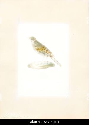 Eine zarte Illustration eines Vogels, der elegant auf einem Felsen thront und feine Details in seinen Federn und eine weiche, ätherische Qualität um seine Form zeigt. Die Inschrift unten fügt ein Element von Authentizität und Intrige hinzu., Klassische Kunst mit modernem Touch neu interpretiert von Artotop, Anthus campestris, Print. Die gelbbraune Pipette (Anthus campestris) ist ein mittelgroßer Passerinvogel, der in weiten Teilen des gemäßigten Europas und Asiens sowie im Nordwesten Afrikas brütet. Es ist ein Migrant, der im Winter ins tropische Afrika und auf den indischen Subkontinent zieht. Der wissenschaftliche Name stammt aus dem Lateinischen. Anthus ist der Name für einen kleinen Vogel von Stockfoto